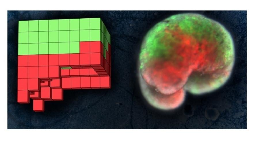 Modelo anatômico de um organismo projetado por computador (esq) e o robô vivo construído inteiramente a partir de células da pele de sapo (verde) e do músculo cardíaco (vermelho) - Sam Kriegman, UVM