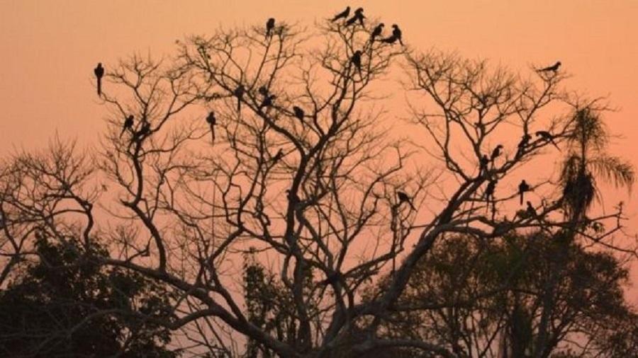 Pantanal concentra maior população de araras azuis do mundo - Edson Diniz via BBC