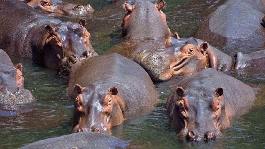 Os hipopótamos trazidos até a Colômbia pelo famoso narcotraficante Pablo Escobar podem desequilibrar o habitat natural colombiano, apontam especialistas  - Wikimedia Commons 