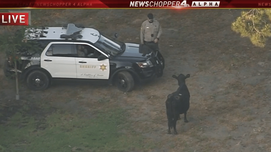 Momento em que a vaca foi encontrada em Los Angeles - Reprodução/NBC Los Angeles