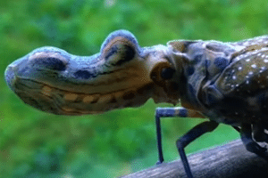 Vídeo raro mostra inseto com 'cabeça de jacaré' na Amazônia