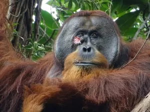Rakus, o orangotango flagrado preparando 'remédio' para curar ferida no próprio rosto