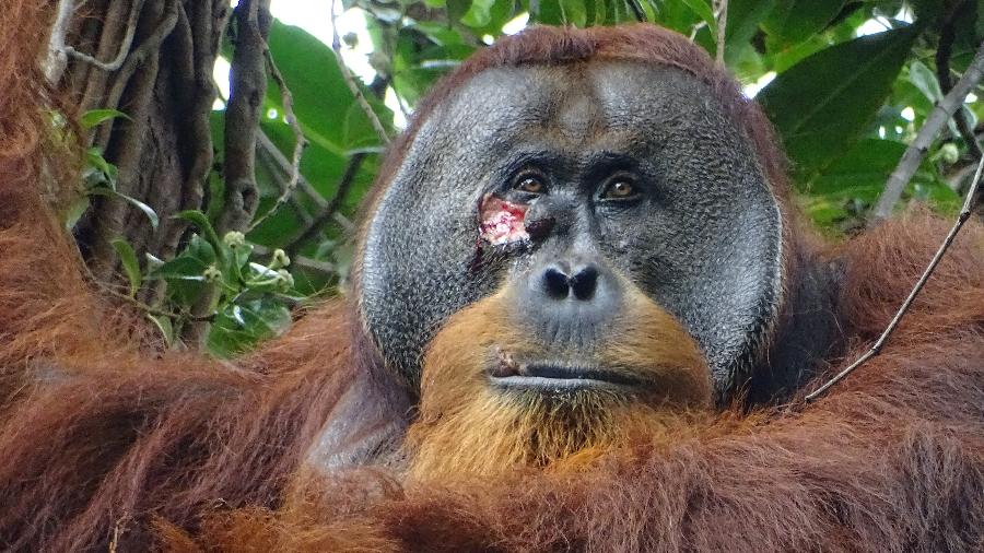 O orangotango Rakus com um ferimento sob o olho; ele passou um unguento para curar a ferida - AFP