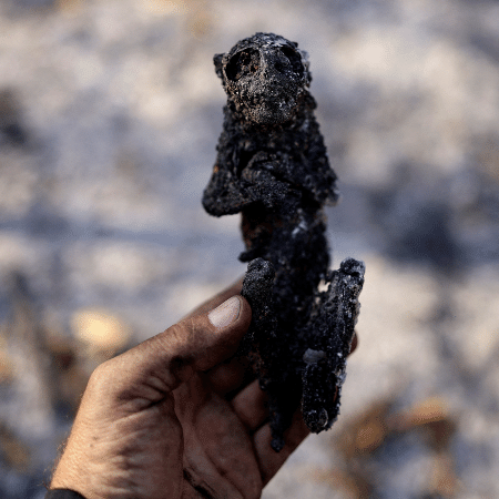 Macaco incinerado em meio a vegetação queimada no Pantanal 