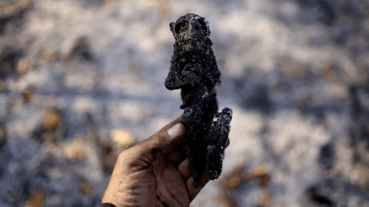 Macaco incinerado em meio a vegetação queimada no Pantanal 
