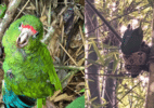 Endangered parrot chick rescued after boa constrictor attack