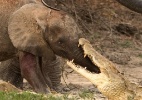 Bebê elefante x crocodilo: fotos mostram batalha selvagem no Zimbábue - François Borman/BBC