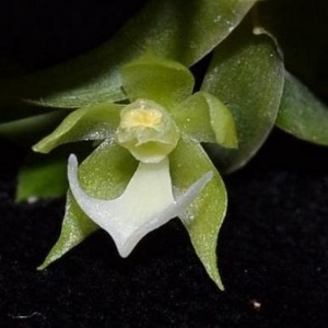 A flor da Dichaea bragae, espécie de orquídea descoberta na Amazônia, chega a 5 centímetros - Jefferson Valsko/Inpa