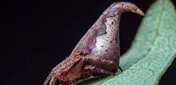Aranha do Harry Potter e orquídea do diabo: 10 espécies descobertas em 2017  - 25/07/2017 - UOL Notícias