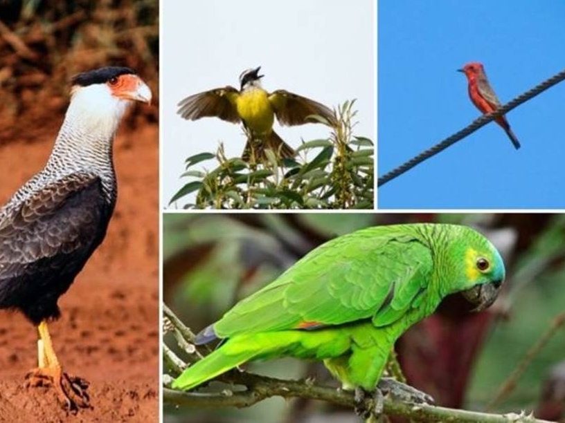 Antes dos portugueses, SP teve floresta tropical, Cerrado e mini