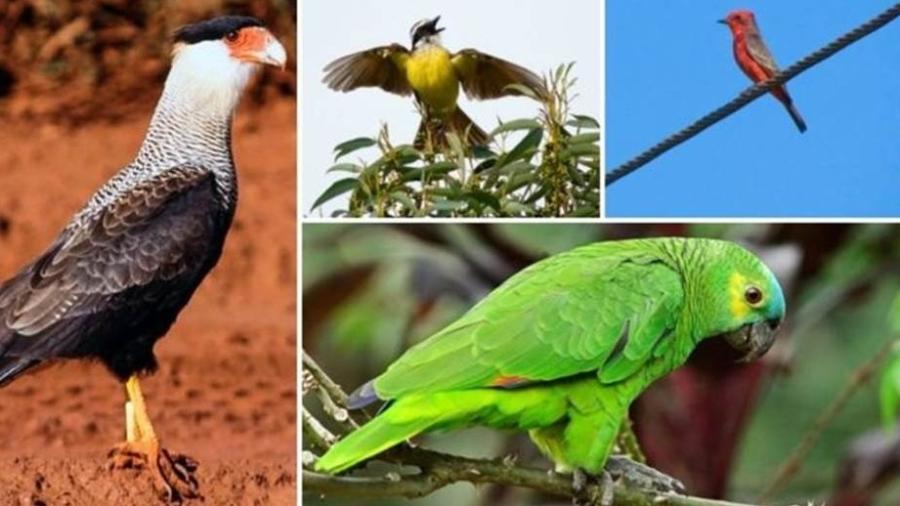 Em sentido horário, carcará, bem-te-vi, príncipe e papagaio-real, algumas das espécies de aves avistadas em São Paulo - JOSÉ CARLOS MOTTA-JUNIOR