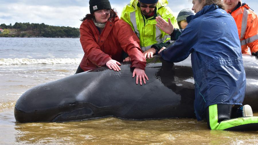 25.set.2020 - Equipes de resgate retiram baleia encalhada no sul da Austrália - Mell Chun/AFP
