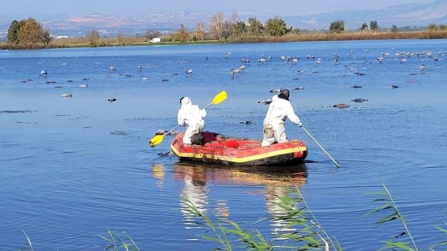 Resgate de grous mortos no Lago Hula, no norte de Israel - ISRAEL NATURE AND PARKS AUTHORITY