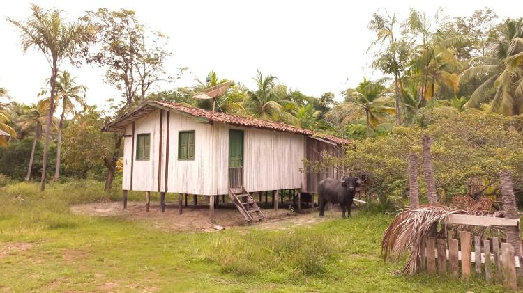 Búfalos são vistos perto de casas e em áreas alagadas do Marajó