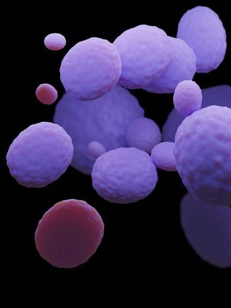 Imagem ilustrativa do fungo Candida auris 