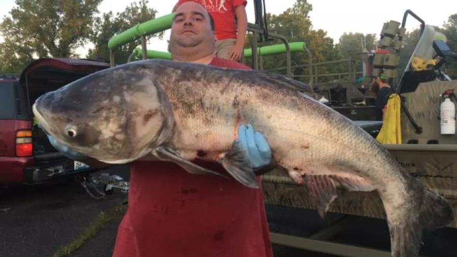 Homem carrega carpa asiática em Kentucky, Estados Unidos; algumas espécies da "família" podem pesar até 40 kg, e são consideradas ameaças ambientais no país - Reprodução/Kentucky Department of Fish and Wildlife Resources