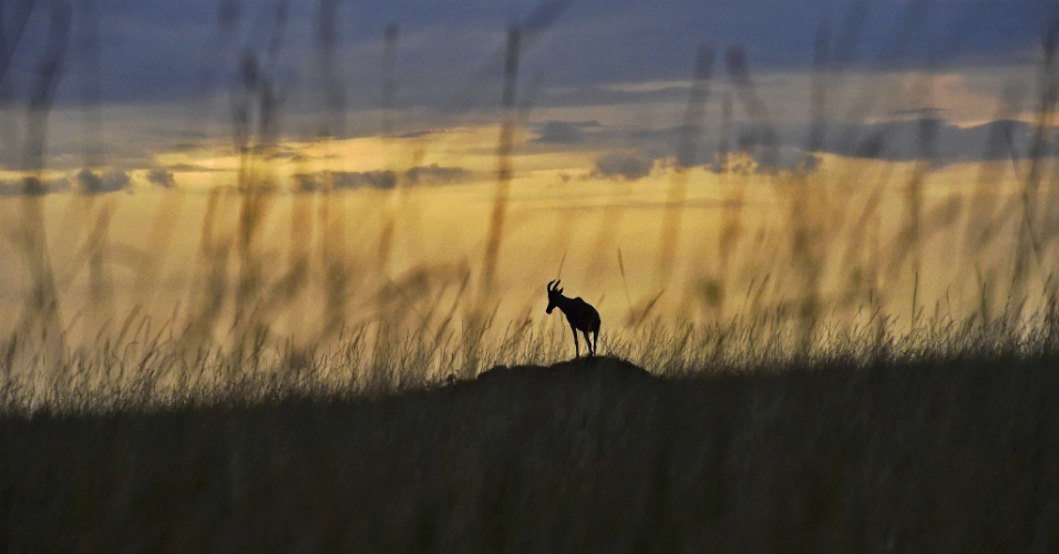 4.set.2015 - Um cervo pasta no fim do dia,  na reserva nacional Masai Mara, no Quênia 