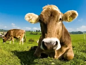 Criar vacas que emitem menos gás pode ajudar a combater a crise climática