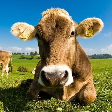 Digestão do gado, decomposição do estrume e uso da terra para pastagens gera emissões de gases do efeito estufa