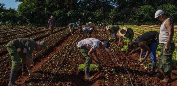 Funcionários trabalham em plantação de verdura em Alamar, em Cuba - Mauricio Lima/The New York Times