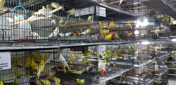 Pássaros são expostos em gaiolas para venda no Mercado Central de Belo Horizonte - Rayder Bragon/UOL