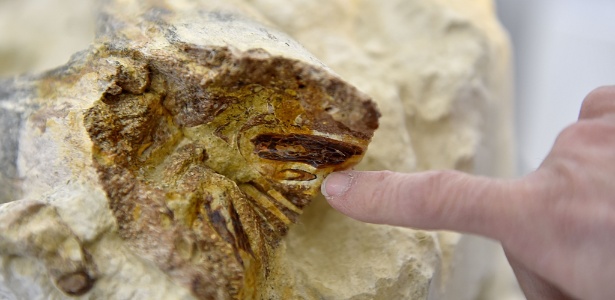 Dente do fóssil de mandíbula de réptil de cerca de 90 milhões de anos - Loic Venance/AFP Photo