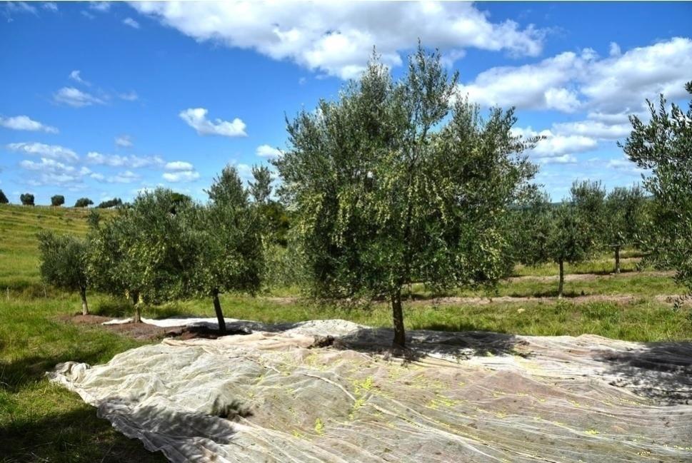 Antes da colheita, é estendido um pano no chão para facilitar o processo - Divulgação/Prosperato