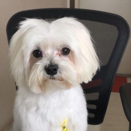Cachorro Ted foi morto por outro cão com uma mordida no pescoço no DF - Reprodução/Instagram/@voltated
