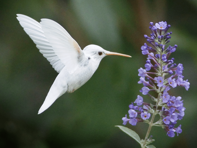 Albino Hummingbird - Carters News - Carters News