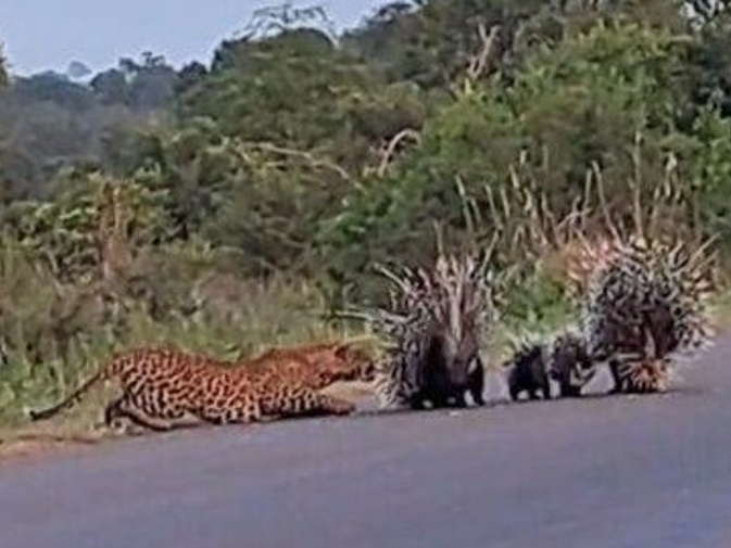 Vídeo mostra porcos-espinho lutando com um leopardo para proteger os filhotes.