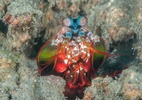 Vai encarar? Crustáceo tem soco de 108 km/h e visão ultravioleta (Foto: Getty Images)