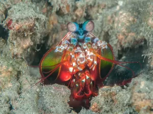 Vai encarar? Crustáceo tem soco de 108 km/h e visão ultravioleta