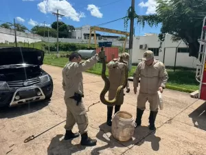 Homem encontra sucuri de 3 metros enrolada no motor do carro em MS