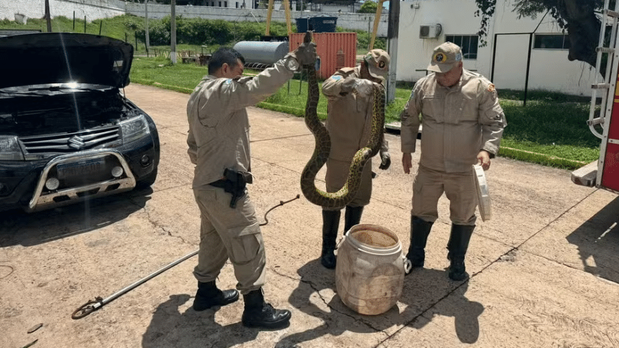 Cobra foi retirada de motor de carro em MS - Corpo de Bombeiros/Divulgação