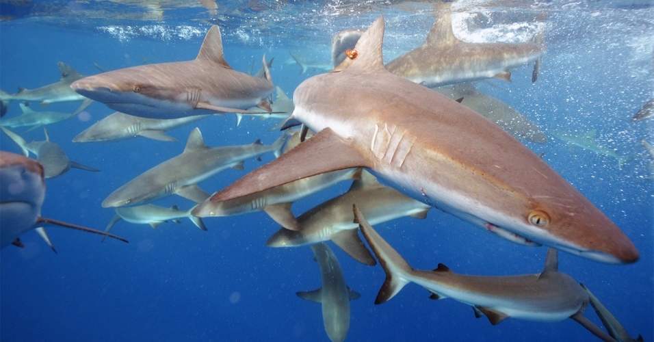 Kydd Pollock/U.S. Fish and Wildlife Service via The New York Times