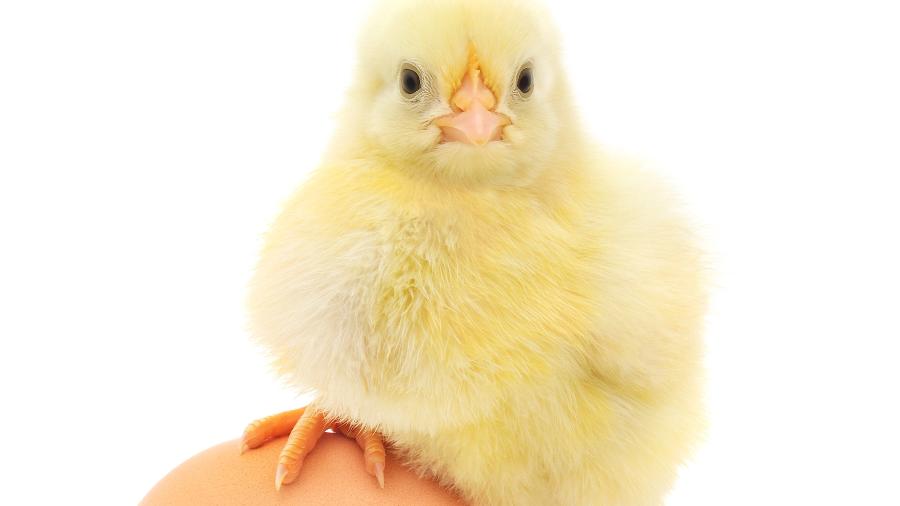 Nova descoberta contraria a teoria de que o ovo veio antes da galinha - iStockphoto