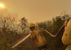 De animais carbonizados a fogo 