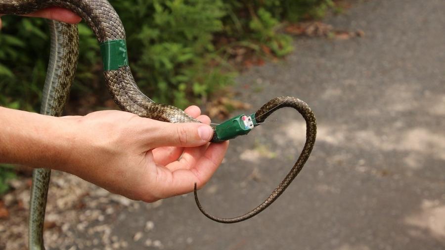 Cobras equipadas com GPS ajudam cientistas a mapear radiação da zona de exclusão de Fukushima - Divulgação/Universidade da Geórgia