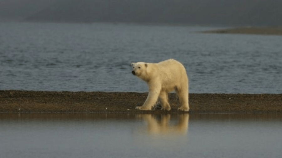 Urso polar visto em terra - SUSI MILLER/USFWS