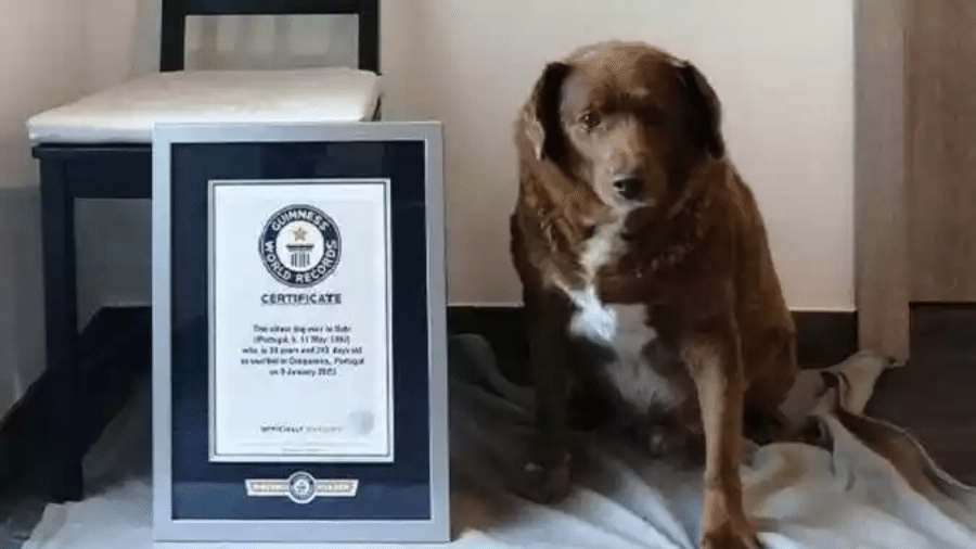 Bobi, 31, ao lado do certificado de cachorro mais velho do mundo - Reprodução/ YouTube