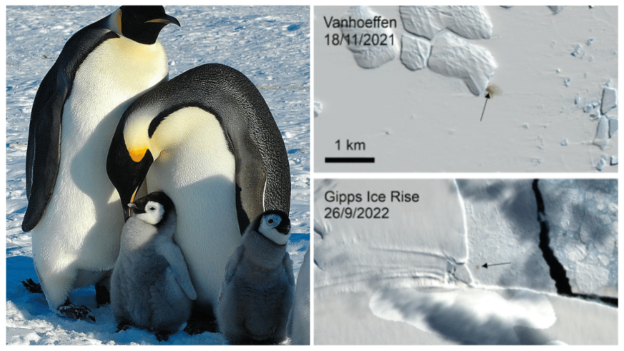 As manchas de cocô dos pinguins foram localizadas em imagens de satélite