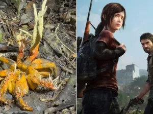 Fungo de 'The Last of Us' é encontrado em aranha infectada na Amazônia