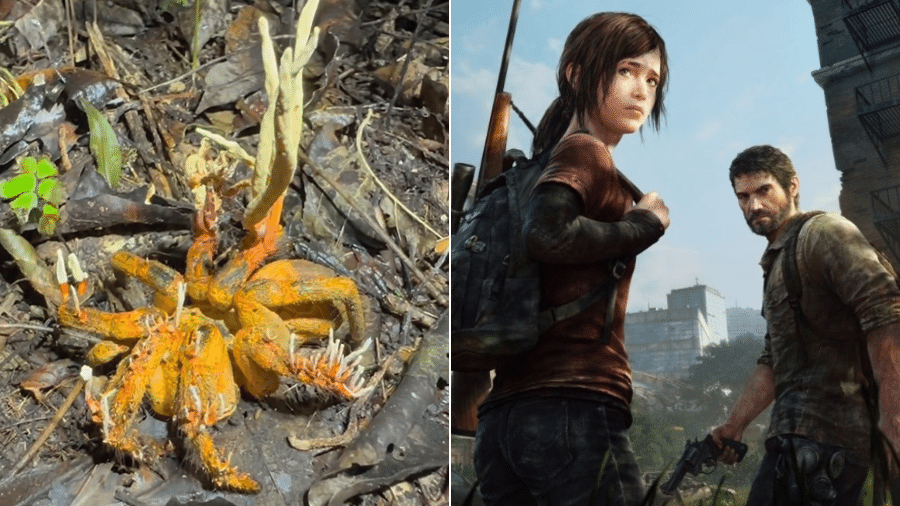 Aranha infectada por fungo Cordyceps (esq.) e protagonistas do jogo The Last of Us (dir.) - Reprodução/Redes sociais-Divulgação/Sony