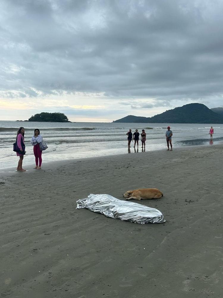 Animal ficou ao lado do corpo, na faixa de areia, até o fim do atendimento