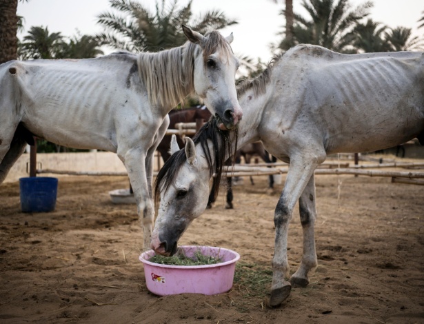 Cavalos em tratamento na clínica veterinária de Jill Barton, ao sul das pirâmides de Gizé, no Egito - David Degner/The New York Times