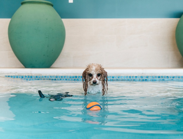 A cachorra Bella brinca na piscina do Olde Towne Pet Resort, em Rockville, Maryland - Justin T. Gellerson/The New York Times