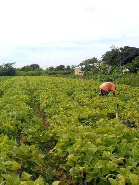 Deputados afirmam que agricultores de baixa renda sofrem na pandemia e não foram contemplados pelo governo federal - Elza Fiúza/Agência Brasil
