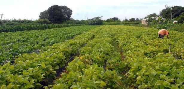 Plano Safra da Agricultura Familiar tem crédito recorde de R$ 76 bilhões