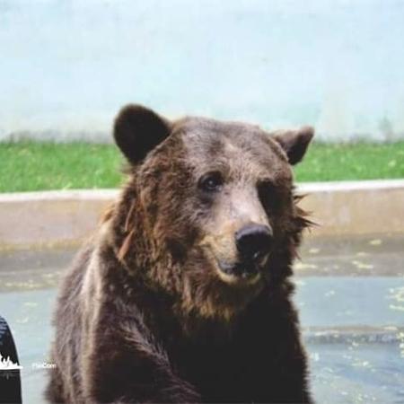 A ursa parda Kátia - Divulgação/Zoológico de Canindé - Divulgação/Zoológico de Canindé