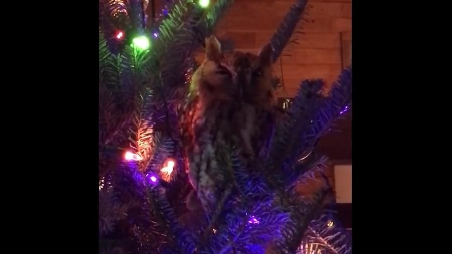 Coruja surpreende família nos EUA ao aparecer em árvore de Natal - Reprodução/Facebook